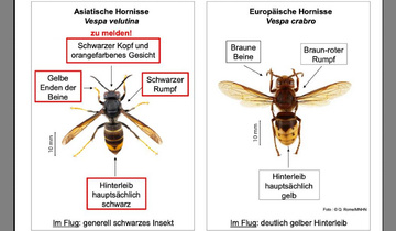 Asiatische Hornisse Asiatische Hornisse